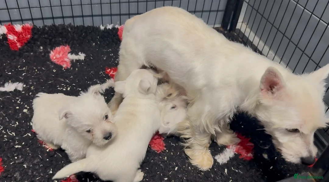 West Highland Terrier dogs for sale: West Highland Terrier Pups Pure Pedigree - Advert 4