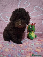 Miniature Poodle dogs Mini poodle for sale - Advert 5