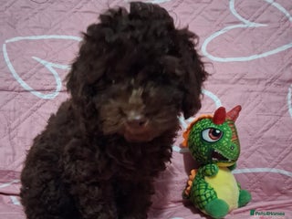 Miniature Poodle dogs Mini poodle for sale - Advert 5