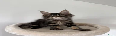 Black Tabby Girl