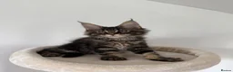 Maine Coon cats for sale: XL Russian Cubs 💙 - Advert 6