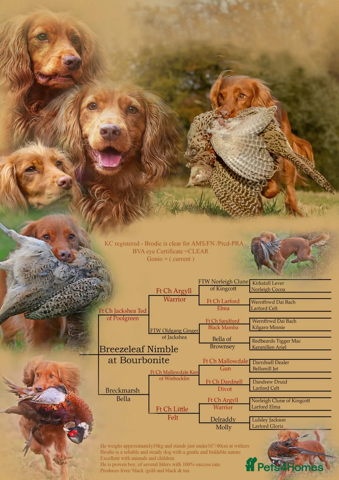 Cocker Spaniel dogs for stud:  A Well Bred, DNA HT KC REG Working Cocker in Tonbridge - Advert 2