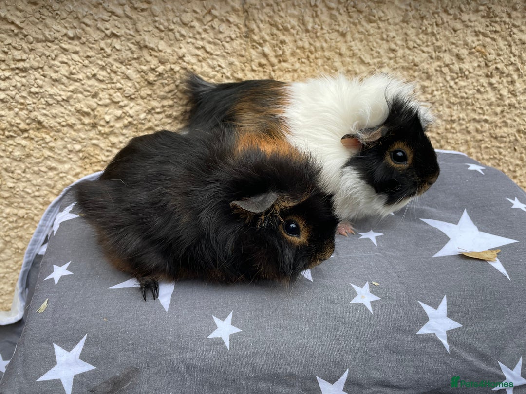 Guinea Pig rodents for sale: 2 girl pairs - Image 3