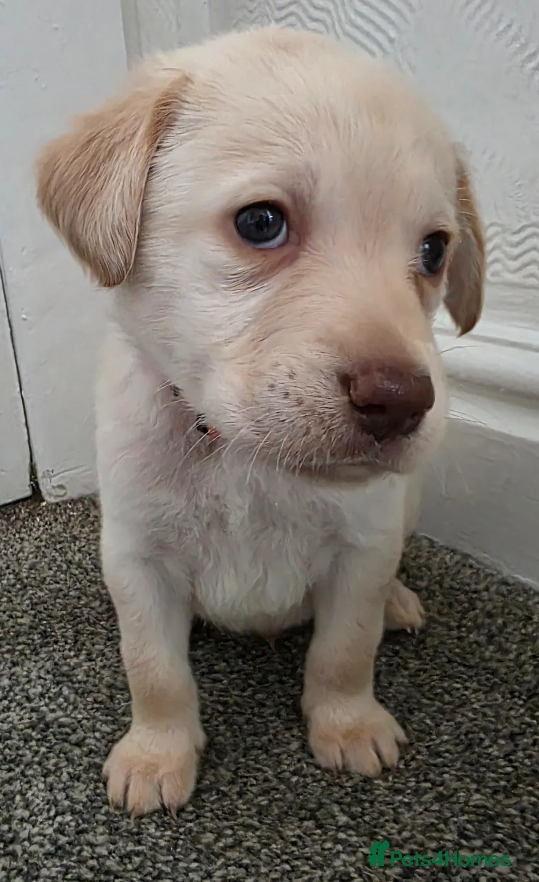 Mixed Breed dogs for sale: Multi-Generational Labradoodle Puppies - Advert 19