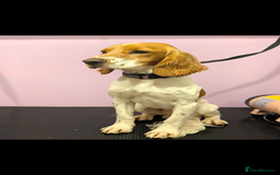 Cocker Spaniel dogs for sale: Golden and red working cocker spaniels  - Image 10