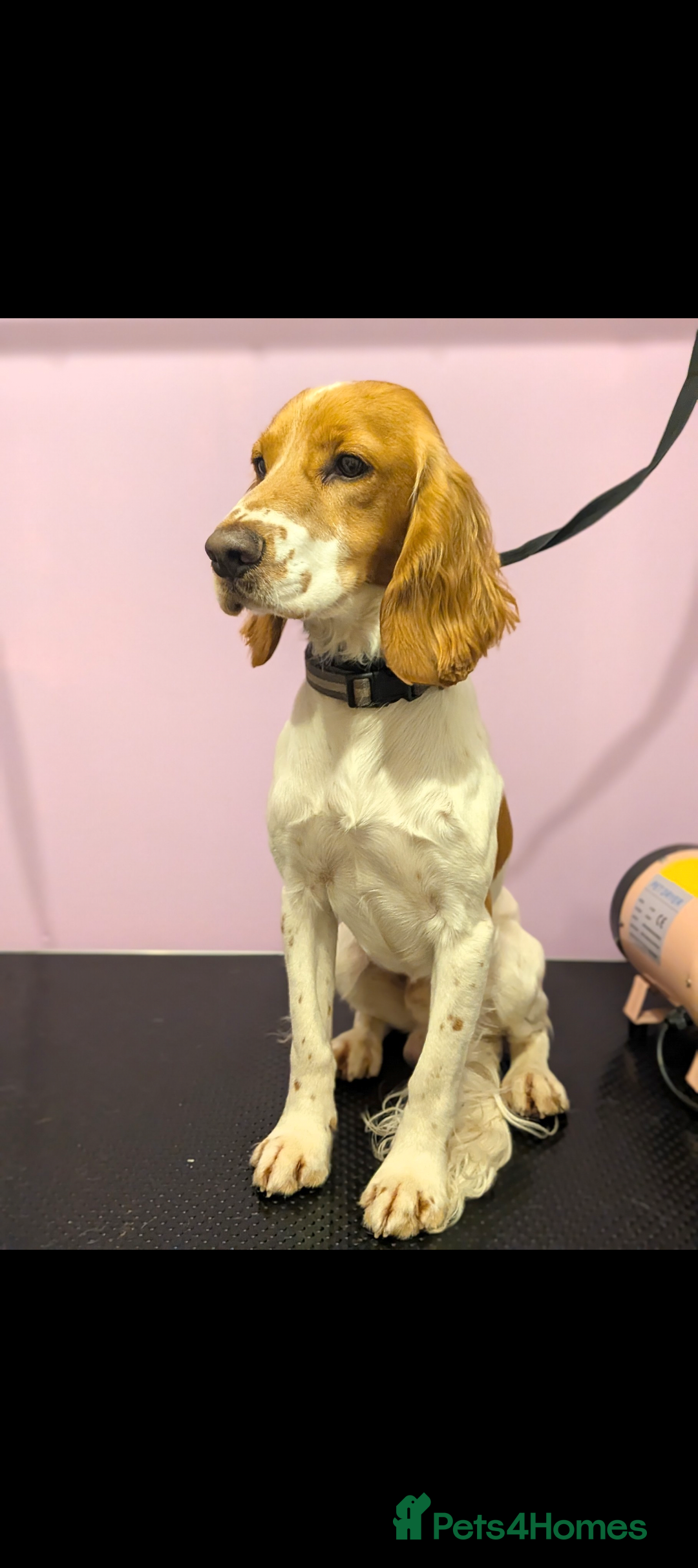 Cocker Spaniel dogs for sale: Golden and red working cocker spaniels  - Image 10