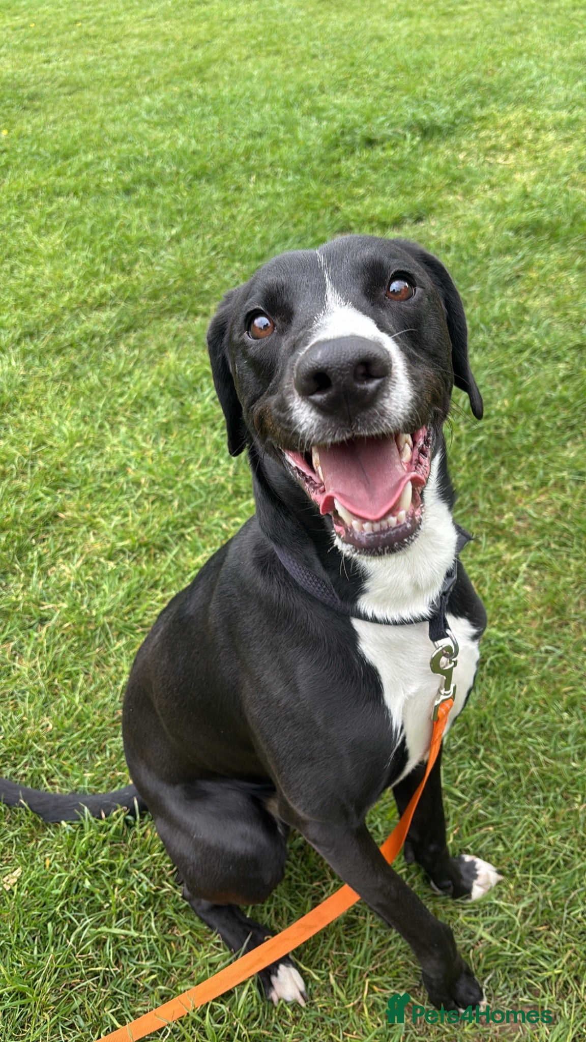 Mixed Breed dogs Louie - Advert 1