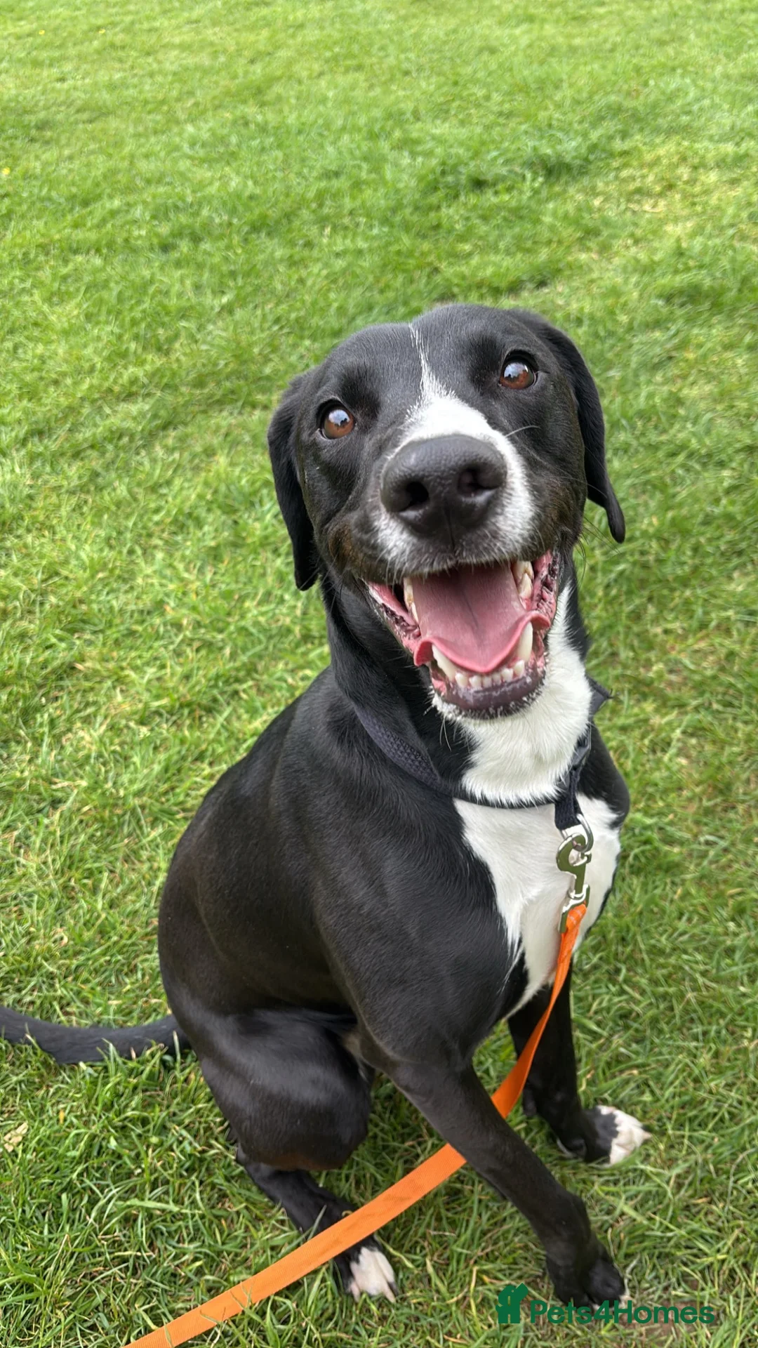 Mixed Breed dogs for sale: Louie in Kettering - Advert 1