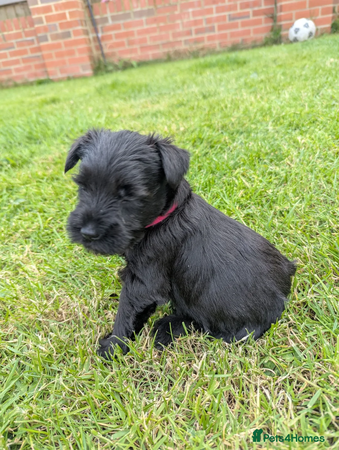 Miniature Schnauzer dogs for sale: KC Registered Miniature Schnauzer Puppies  - Advert 24