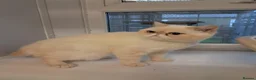 Exotic cats for sale: Domel - Advert 2