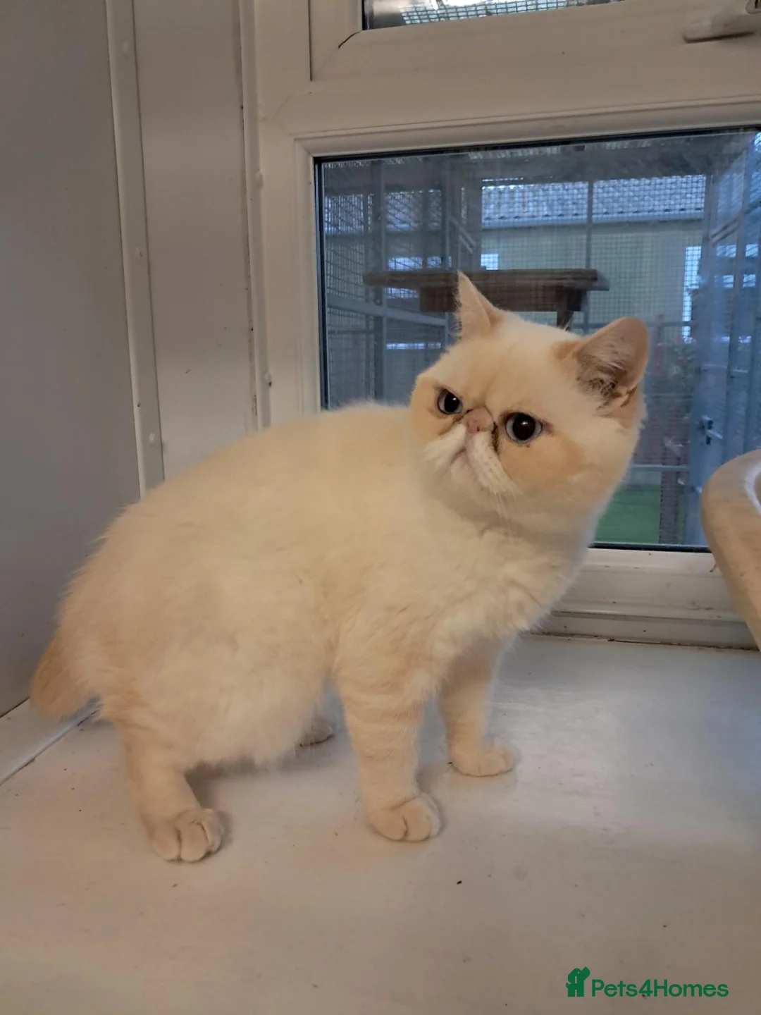 Exotic cats for sale: Domel - Advert 2