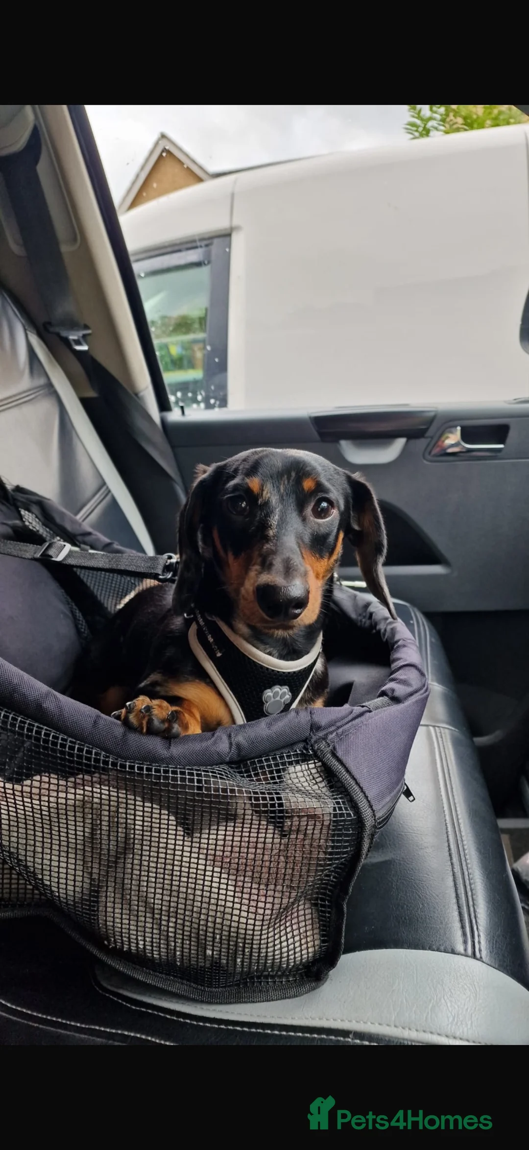 Miniature Dachshund dogs for sale: Miniature Dachshund - Advert 1