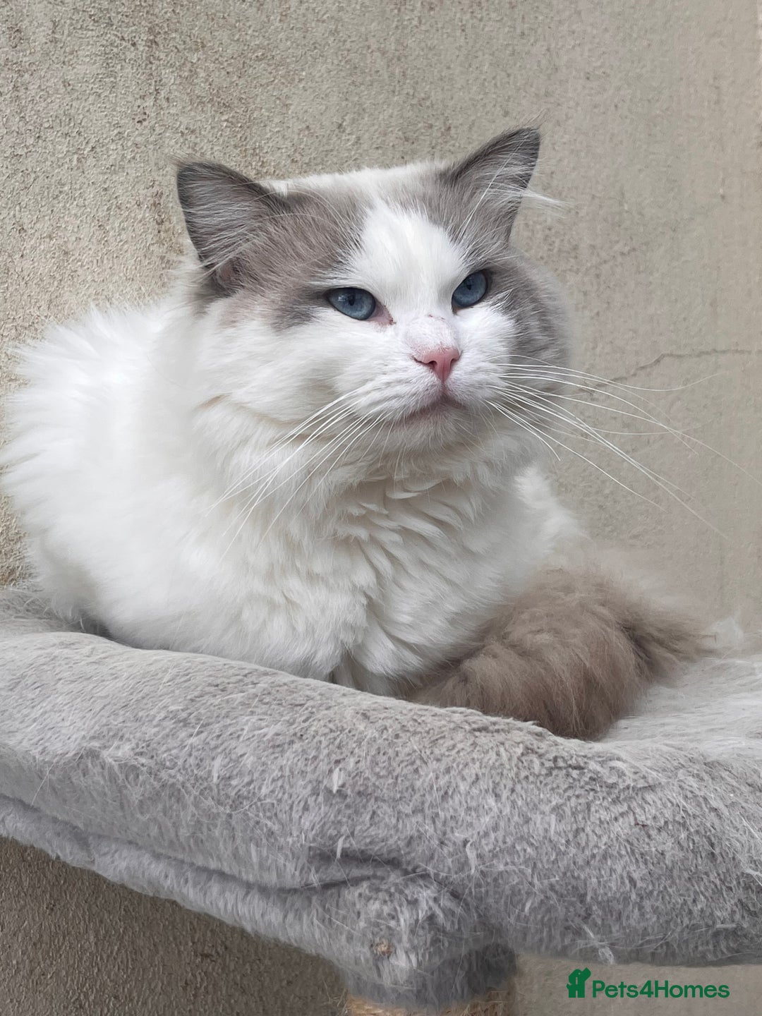 Ragdoll cats for stud: Handsome stud - Advert 4