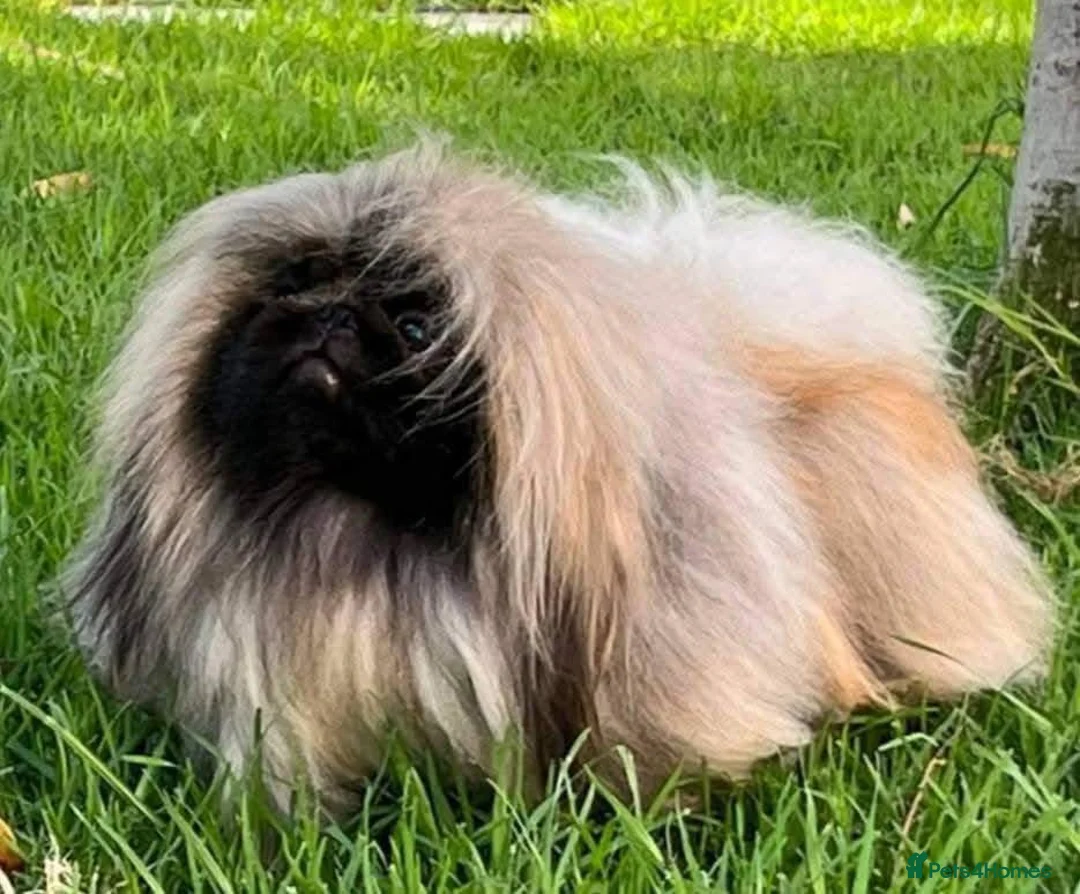 Pekingese dogs for stud: Stunning Pekingese STUD  - Advert 1