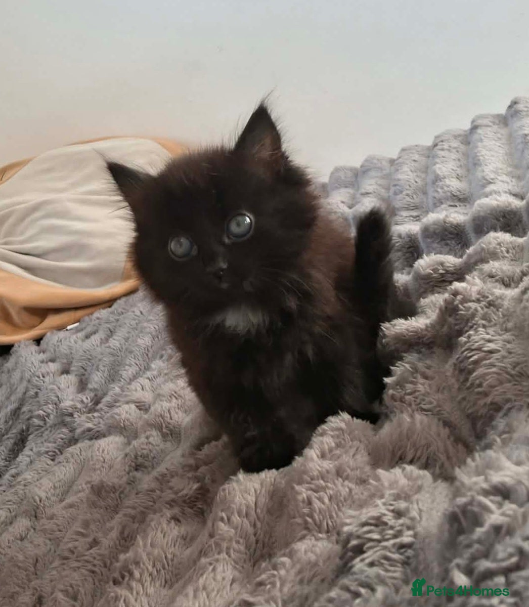 Mixed Breed cats Last fluffy girl left (ready to go now) - Advert 2