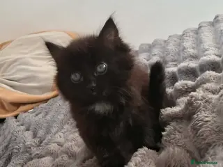 Mixed Breed cats Last fluffy girl left (ready to go now) - Advert 11