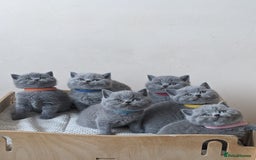 British Shorthair cats for sale: Amazing British shorthair blue kittens in Ware - Image 10