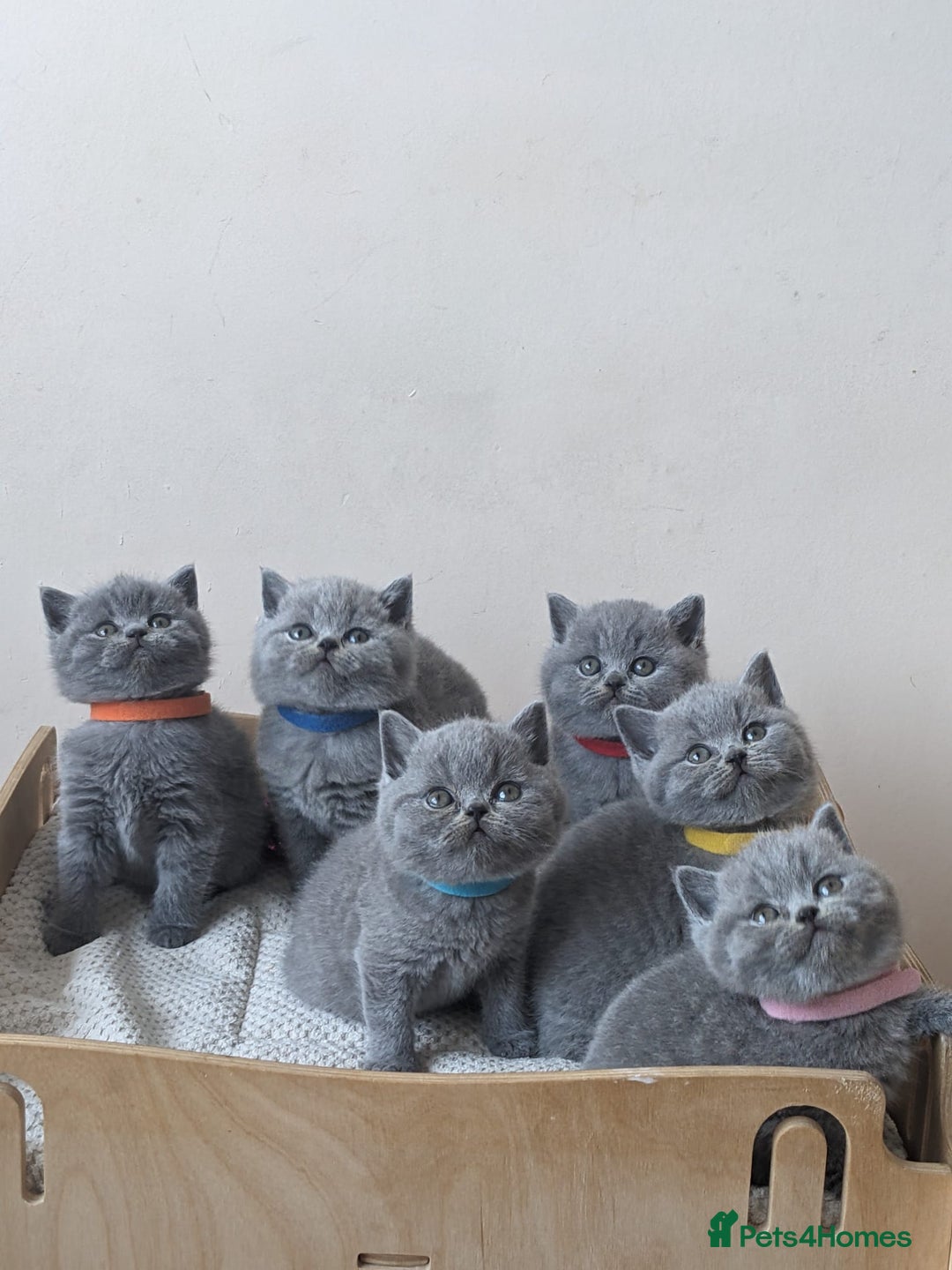 British Shorthair cats for sale: Amazing British shorthair blue kittens in Ware - Image 10