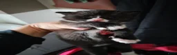 British Shorthair cats for sale: British short hair x - Advert 3