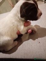 English Springer Spaniel dogs KC Registered E Springer Spaniels 2 girls left - Advert 2