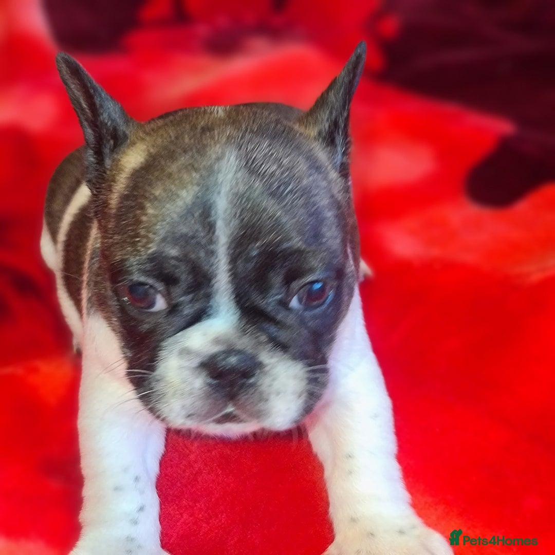 French Bulldog dogs for sale: French Bulldog puppies - Advert 7