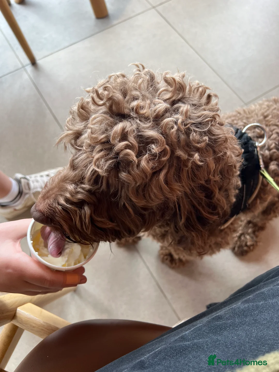 Cockapoo dogs for stud: PROVEN Chocolate brown cockapoo for stud in Boston - Advert 3