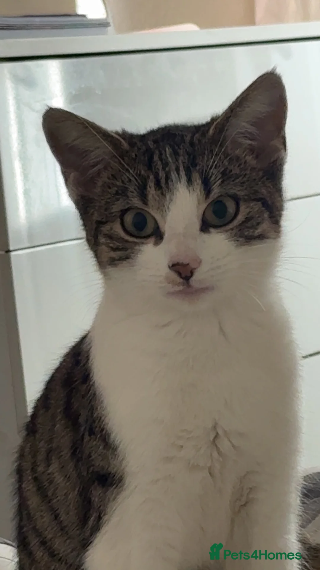 Mixed Breed cats for sale: 9 month old kitten  - Advert 3