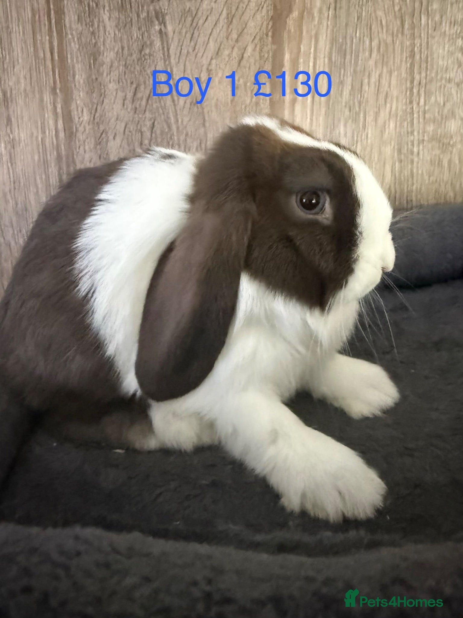 Mini Lop rabbits Pure Baby Mini Lops For Sale - Advert 12