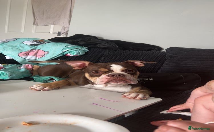 Olde English Bulldogge dogs - Advert 1