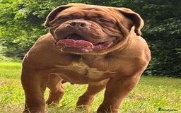 Dogue De Bordeaux dogs for sale: High quality Dogue de Bordeaux - Image 5