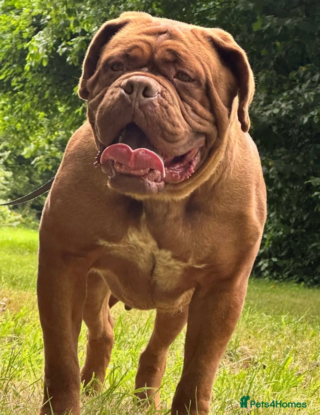 Dogue De Bordeaux dogs for sale: High quality Dogue de Bordeaux - Image 5