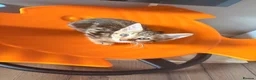 Bengal cats for sale: Last Caramel/Brown Marble girl  - Advert 3