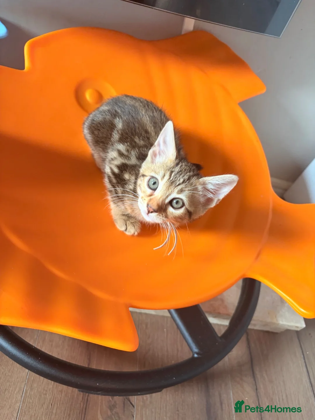 Bengal cats for sale: Last Caramel/Brown Marble girl  - Advert 3