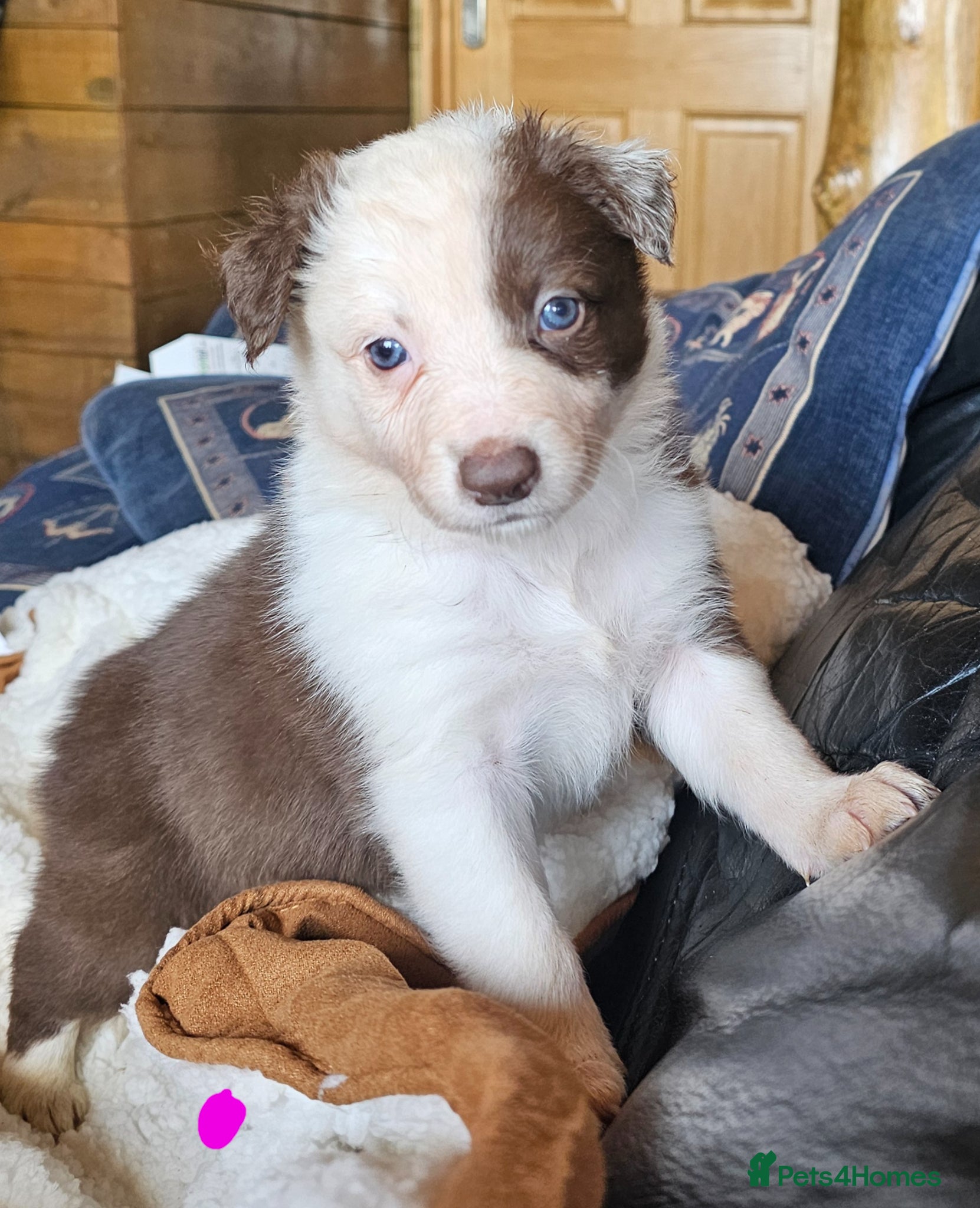 Border Collie dogs Red Merle and Red/white border collie pups - Advert 1