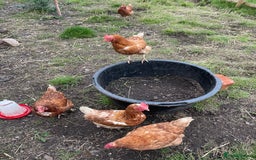 Chickens poultry for sale: 7 Laying Chickens For Sale - Image 2