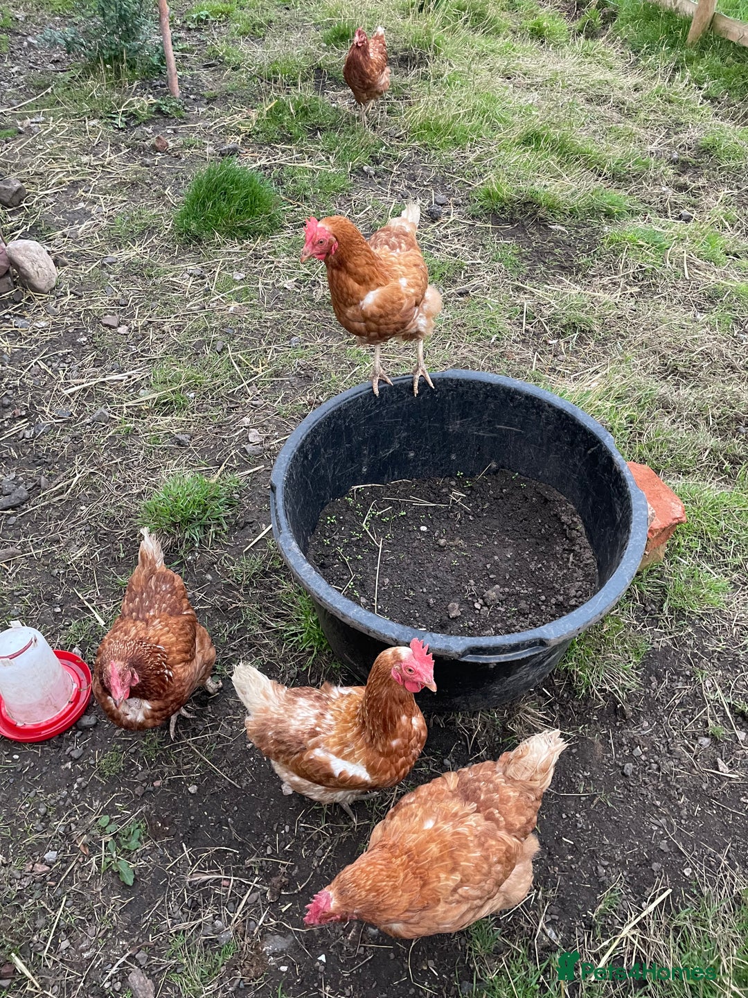 Chickens poultry for sale: 7 Laying Chickens For Sale - Image 2
