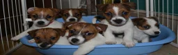 Jack Russell dogs for sale: Jack Russell Puppies - Advert 1