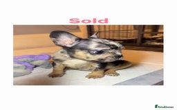 French Bulldog dogs for sale: French Bulldog puppies - Advert 6