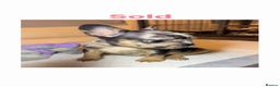 French Bulldog dogs for sale: REDUCED! French Bulldog puppies - Advert 21