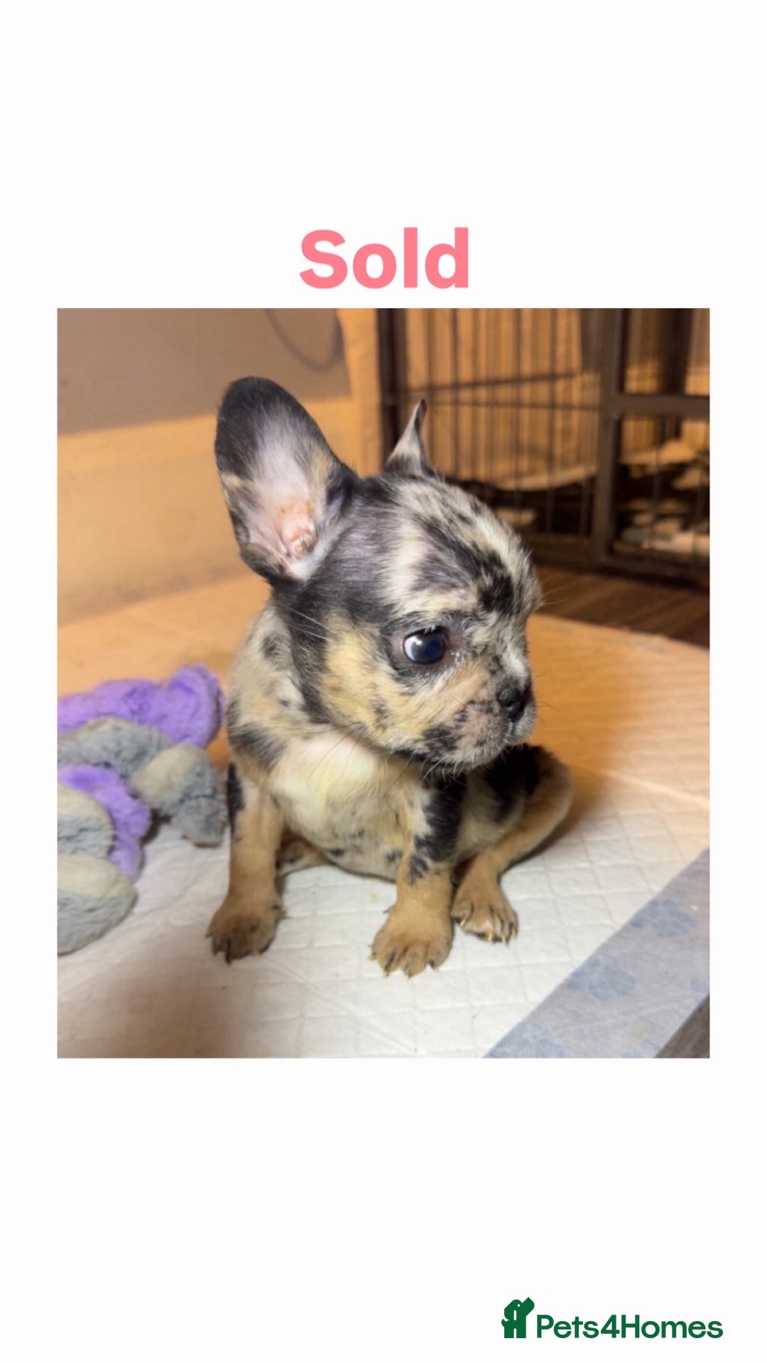 French Bulldog dogs for sale: French Bulldog puppies - Advert 6