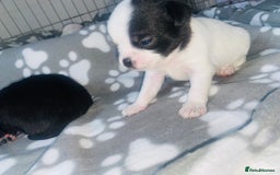 Chug dogs for sale: Chug puppies - Image 5