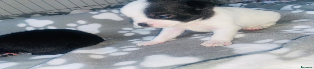 Chug Puppy 2