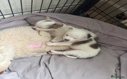 Chihuahua dogs for sale: Long haired chihuahuas  - Image 13