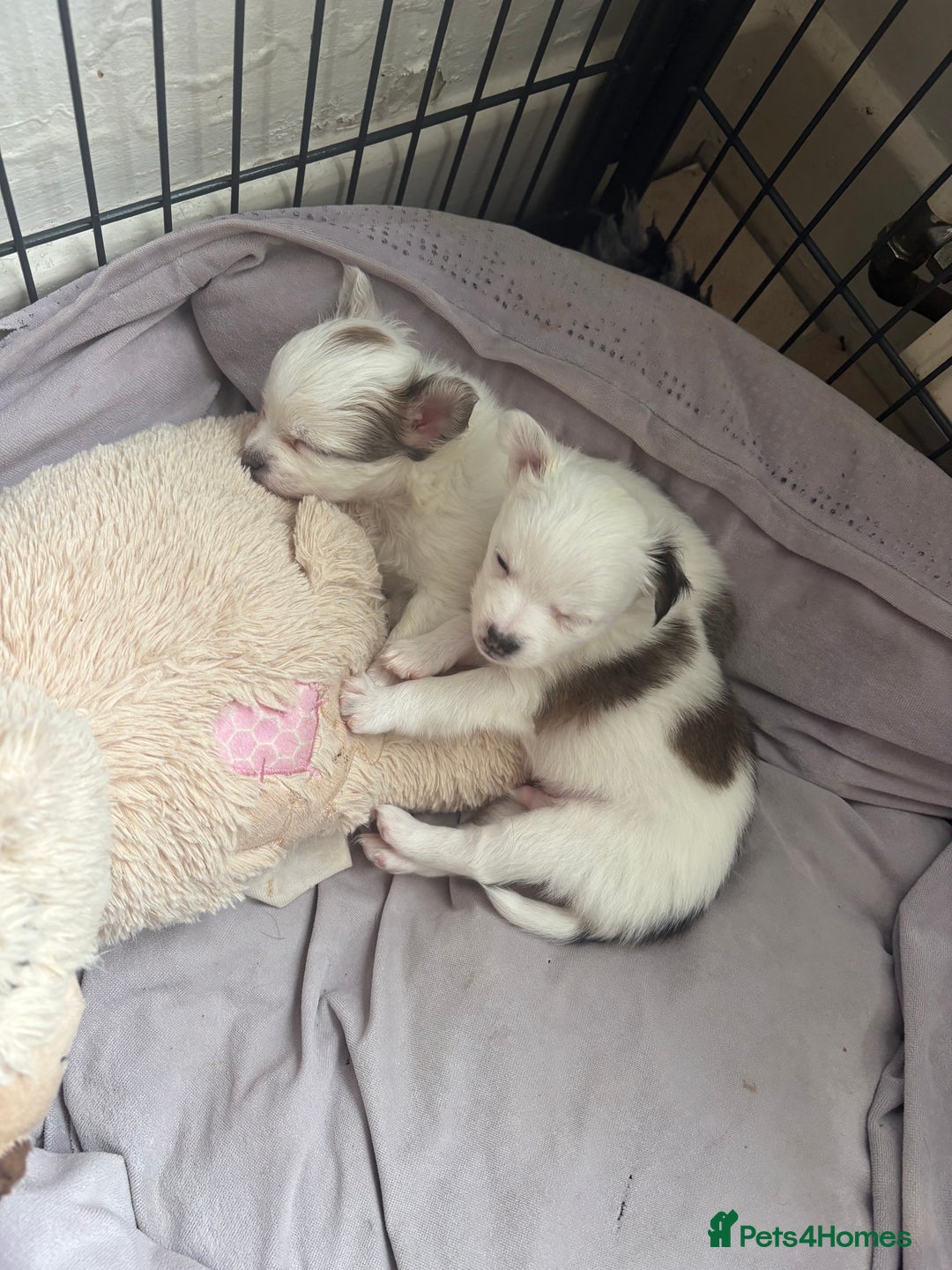 Chihuahua dogs for sale: Long haired chihuahuas  - Image 13