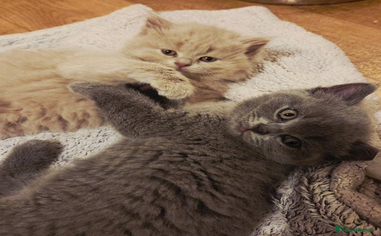 British Shorthair cats - Advert 1
