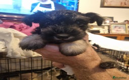 Miniature Schnauzer dogs for sale: 6week old miniature schnauzers - Image 3