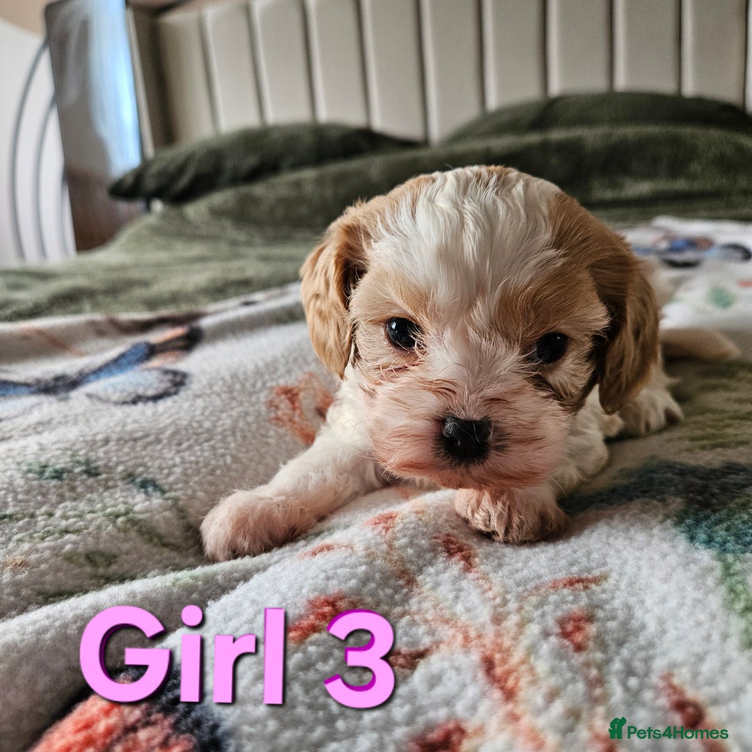 Cavachon dogs for sale: Cavachons. Beautiful Bundles of Fluff  - Advert 11