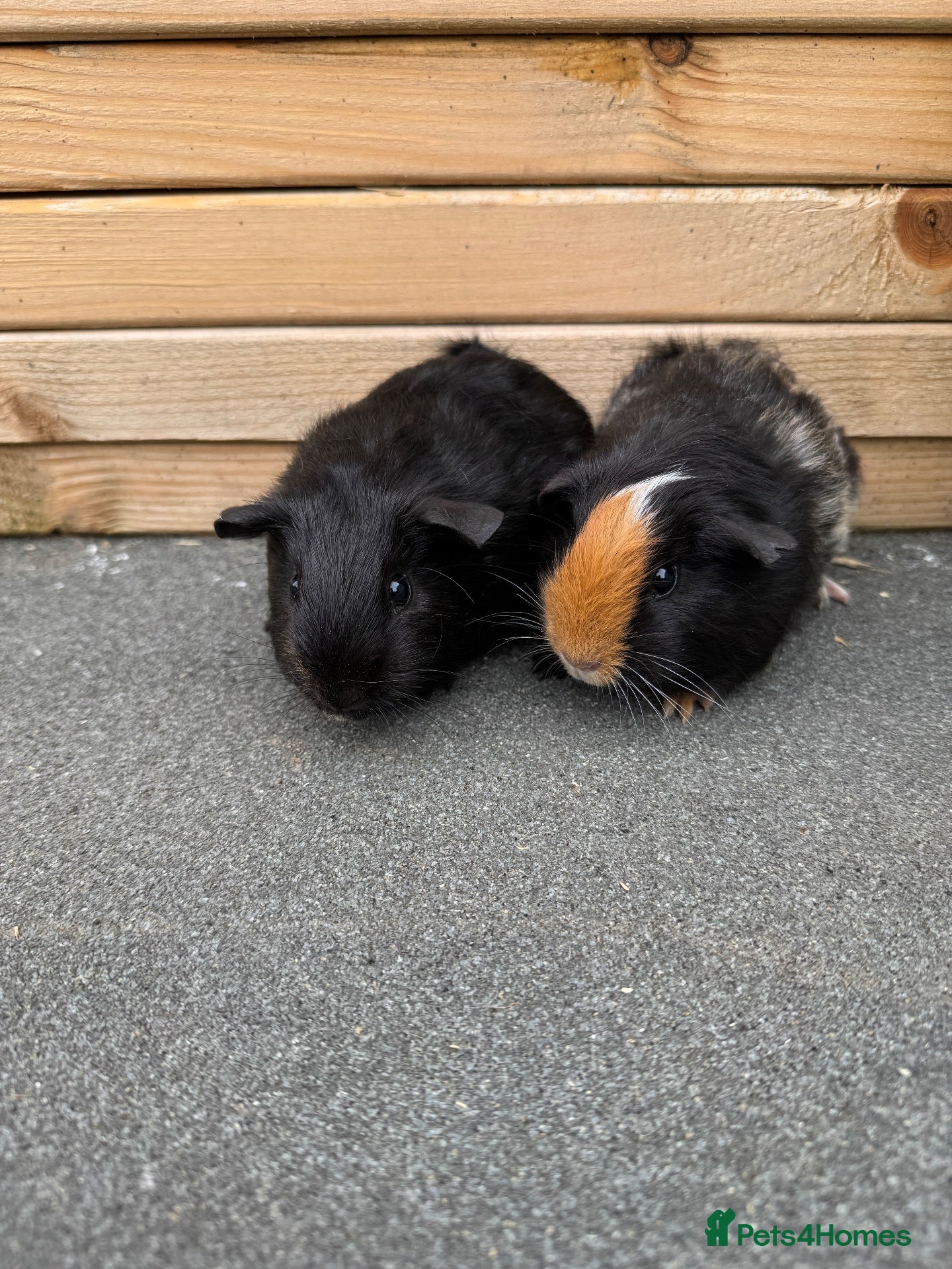 Guinea Pig rodents Pair of guinea pigs  - Advert 7