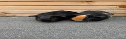 Guinea Pig rodents for sale: Two pairs of guinea pigs  - Advert 5