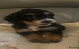 Cockapoo dogs for sale: 5 beautiful F1 cockerpoos  - Image 26